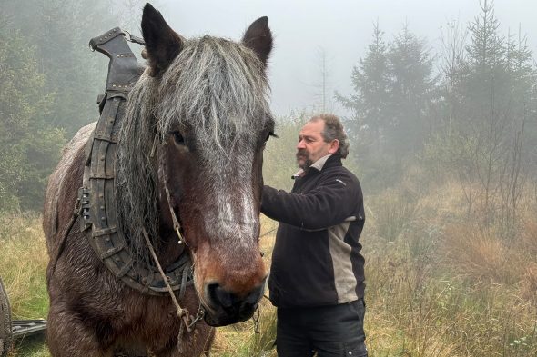 Norbert Bong legt Pferd Marky das Geschirr an