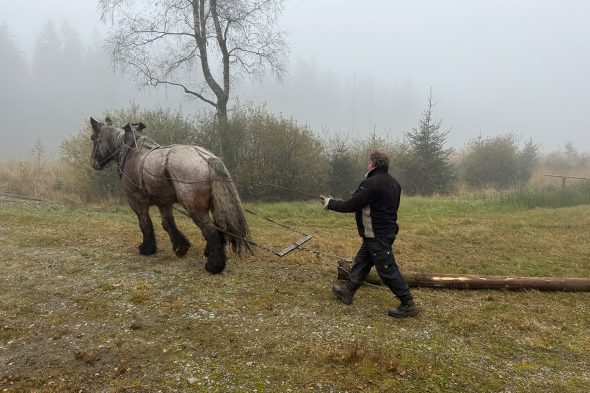 Norbert Bong mit Pferd Marky beim Holzrücken