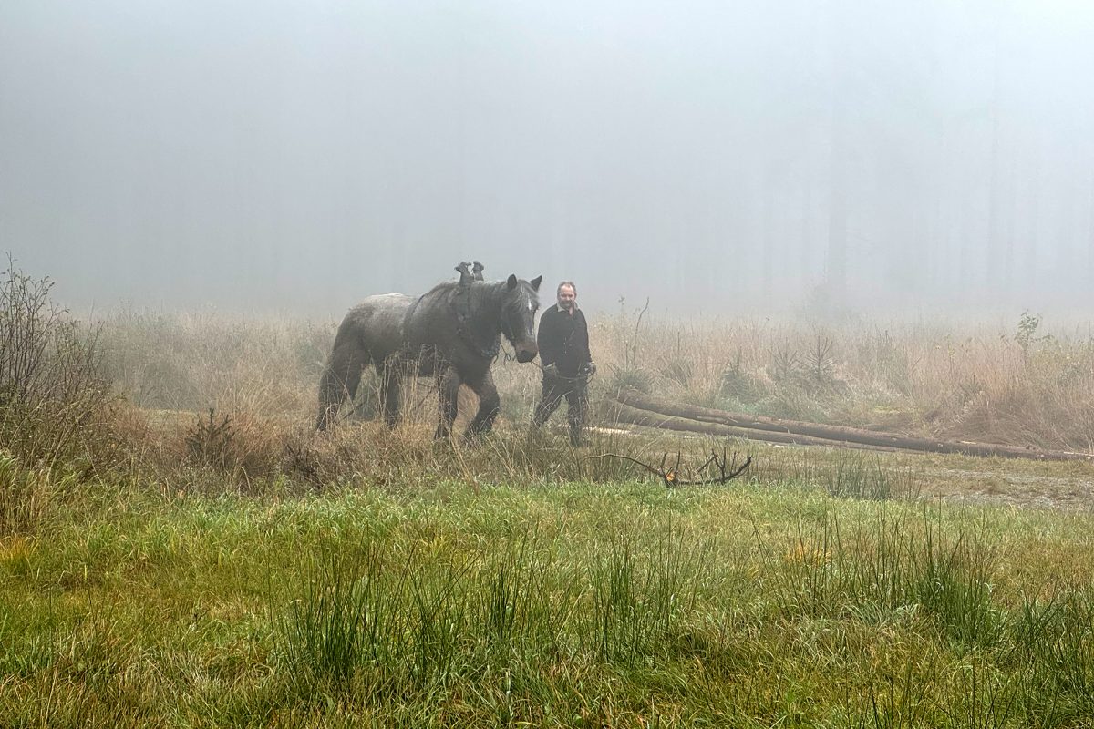 Norbert Bong mit Pferd Marky beim Holzrücken