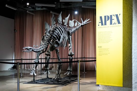 Stegosaurus-Skelett "Apex"