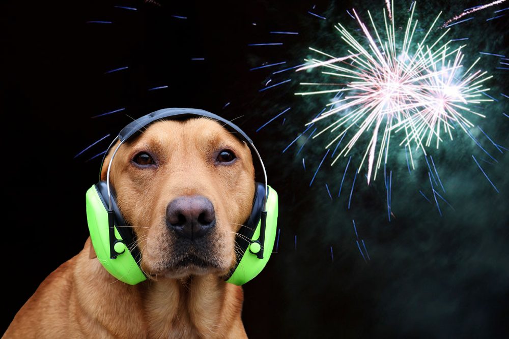 Hund mit geräuschreduzierendem Gehörschutz