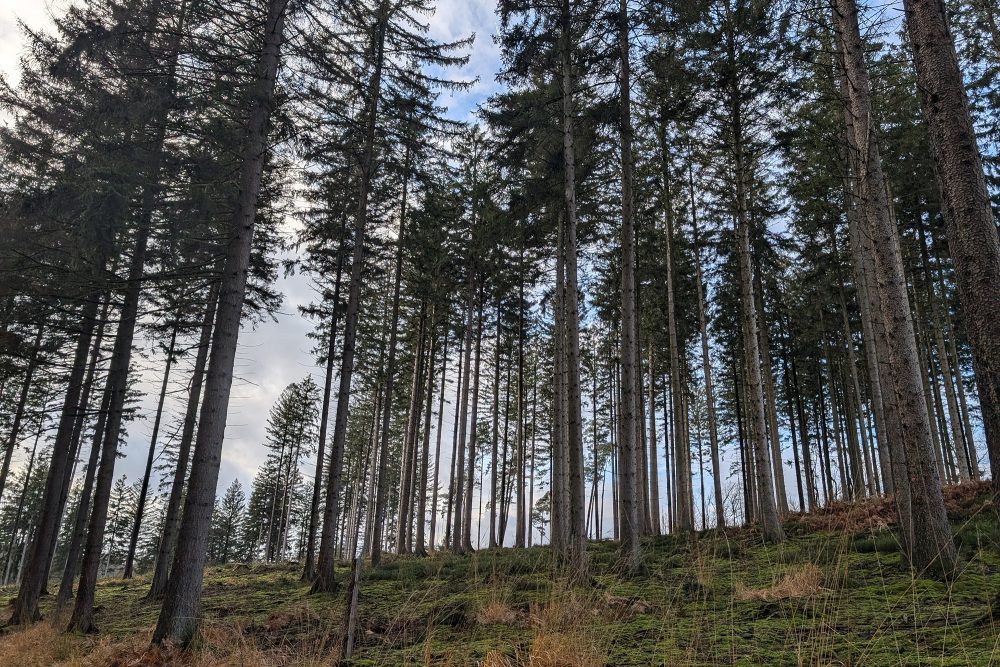 Ein Wald bestehend aus Tannenbäumen