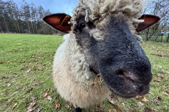 Fleißige Helfer auf der Weihnachtsbaumplantag: die Shropshire-Schafe von von Pascal Duveau und Radis Radermacher