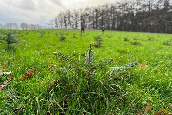 Die Weihnachtsbaumplantage von Pascal Duveau und Radis Radermacher