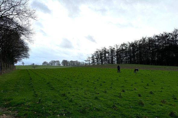 Die Weihnachtsbaumplantage von Pascal Duveau und Radis Radermacher