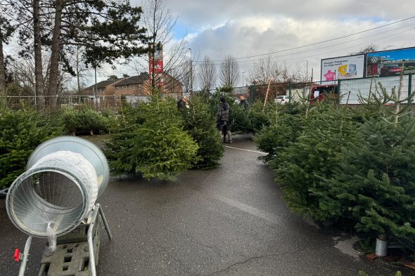 Weihnachtsbaum-Verkaufsstand von Pascal Duveau und Radis Radermacher an der Herbesthaler Straße in Eupen