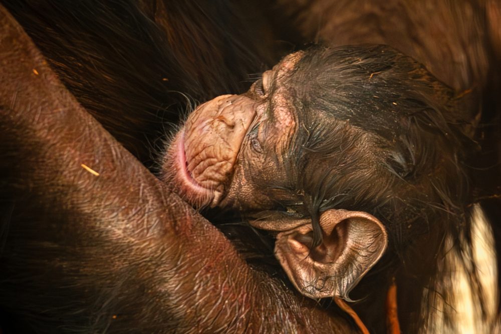 Schimpansen-Baby im Zoo von Antwerpen geboren