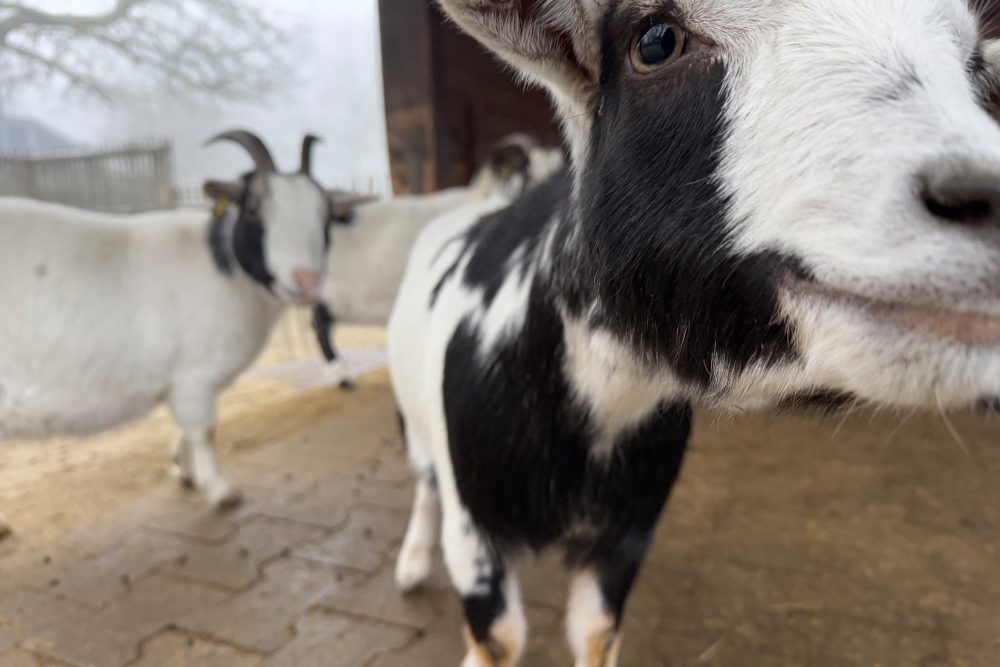 Eine Ziege in Nahaufnahme guckt neugierig in die Kamera