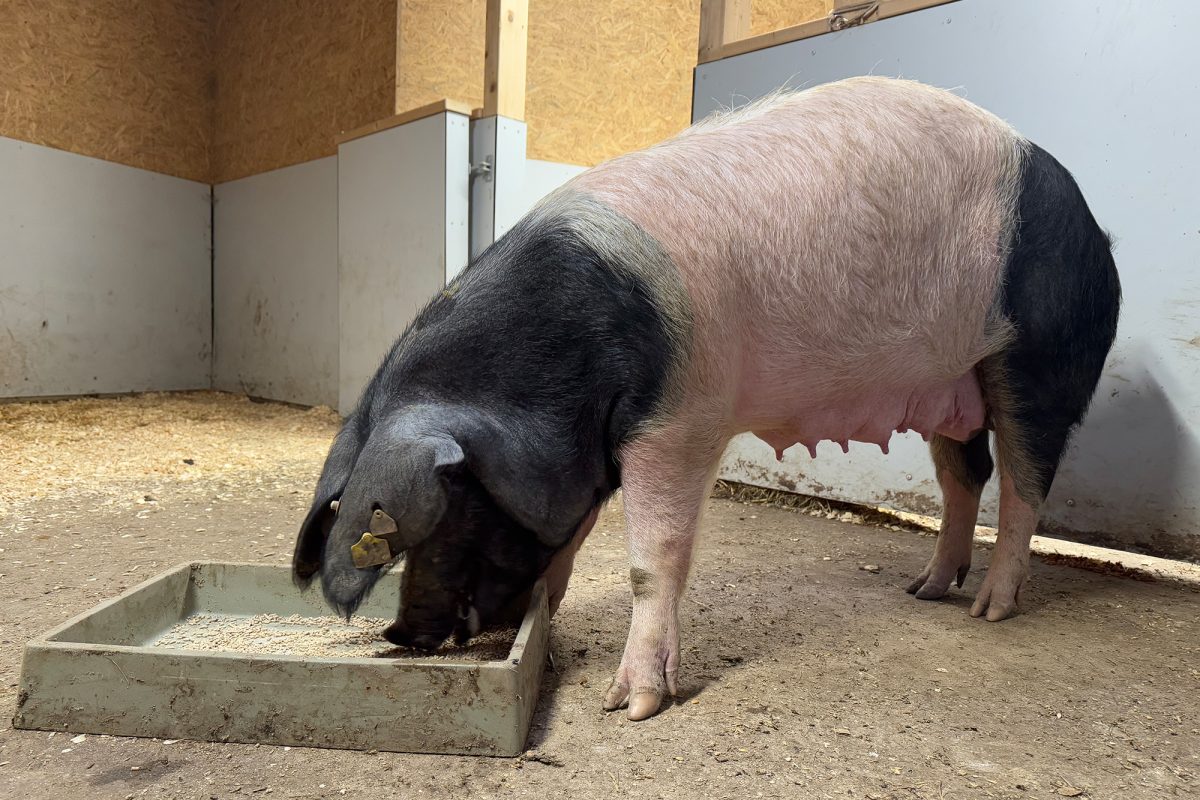 Ein rosa-schwarzes Schwein frisst aus einem Trog