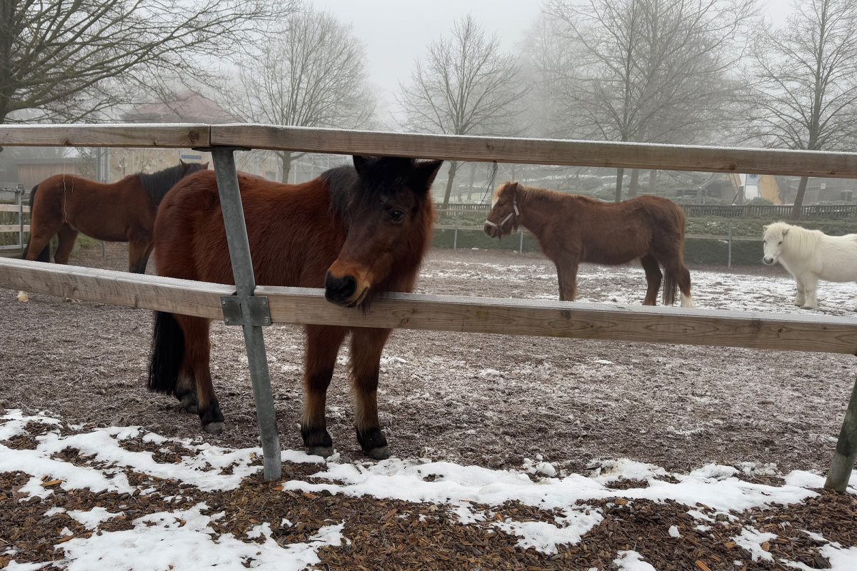 Ponys auf einem umzäunten Außengelände