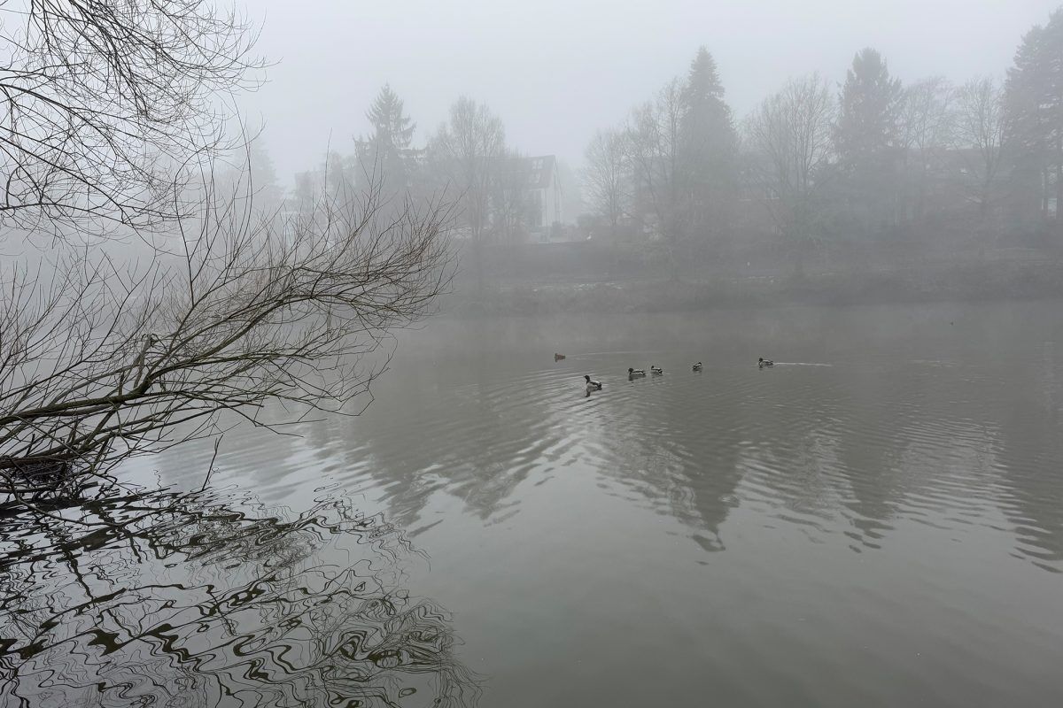 Auf dem See im Tierpark schwimmen Enten, Nebel hängt in der Luft