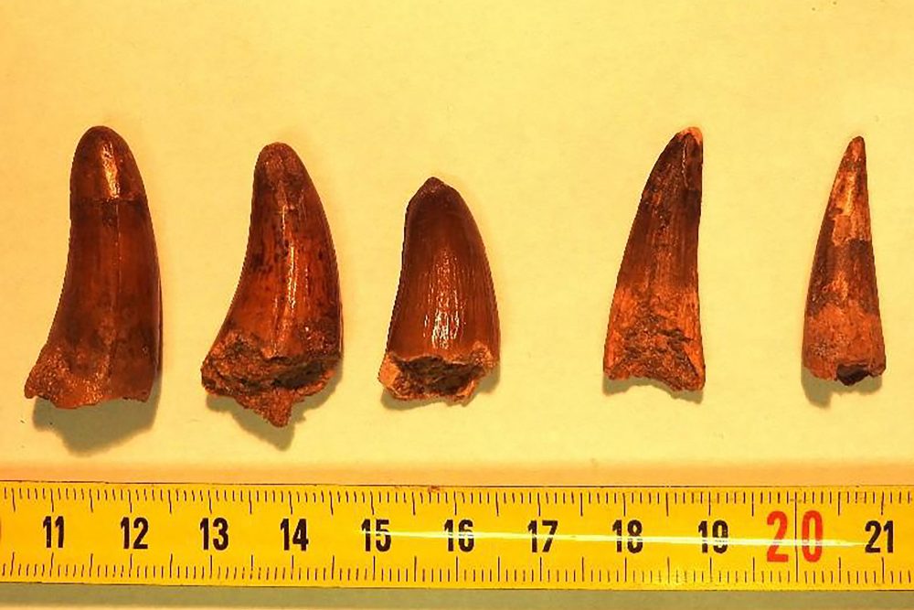 Französischer Zoll entdeckt Millionen Jahre alte Dinosaurierzähne in Lieferwagen