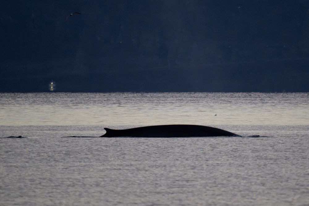 Finnwal vor der norwegischen Küste