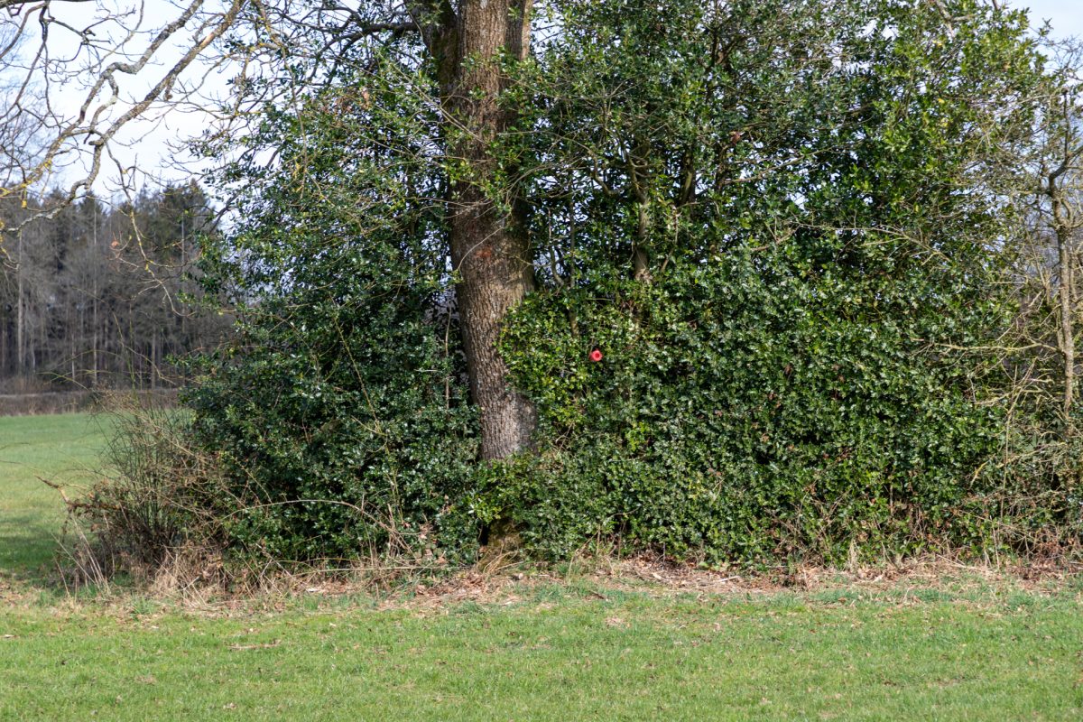 Eine Falle in einem Baum