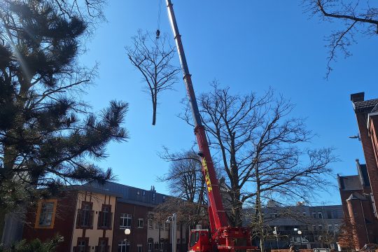Fällung der alten Buche vorm St.-Nikolaus-Hospital Eupen