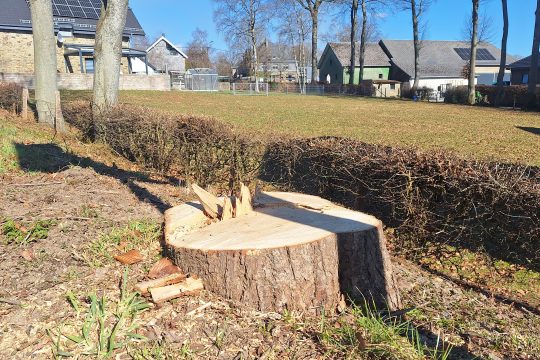 Vorbereitungen für die Straßenarbeiten: Insgesamt werden 34 Bäume gefällt