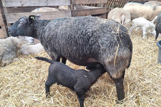 Ein Lamm trinkt Milch bei seiner Mutter