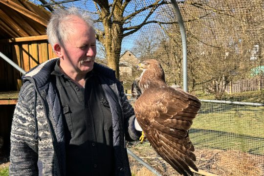 Berthold Thomahsen hat einen der beiden Bussarde, die als Dauergäste bei ihm leben, auf der Hand