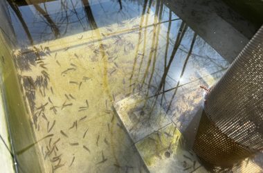 Die Aufzucht der kleinen Fische im Becken