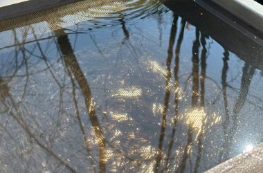Die Aufzucht der kleinen Fische im Becken