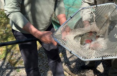 Ein ausgewachsener Fisch