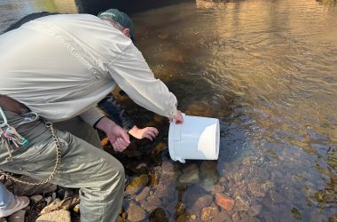 Guy Heinrichs setzt kleine Bachforellen aus