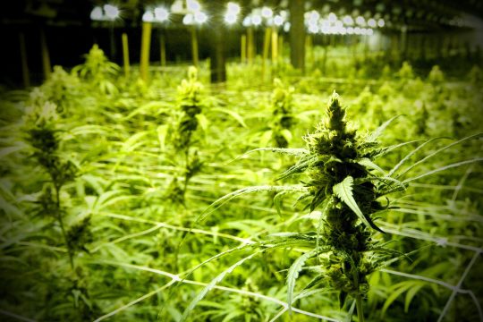 Pflanzen auf einer illegalen Cannabisplantage in einer Halle