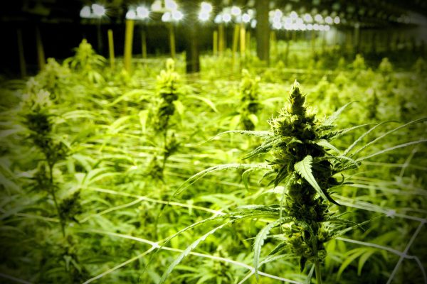 Pflanzen auf einer illegalen Cannabisplantage in einer Halle