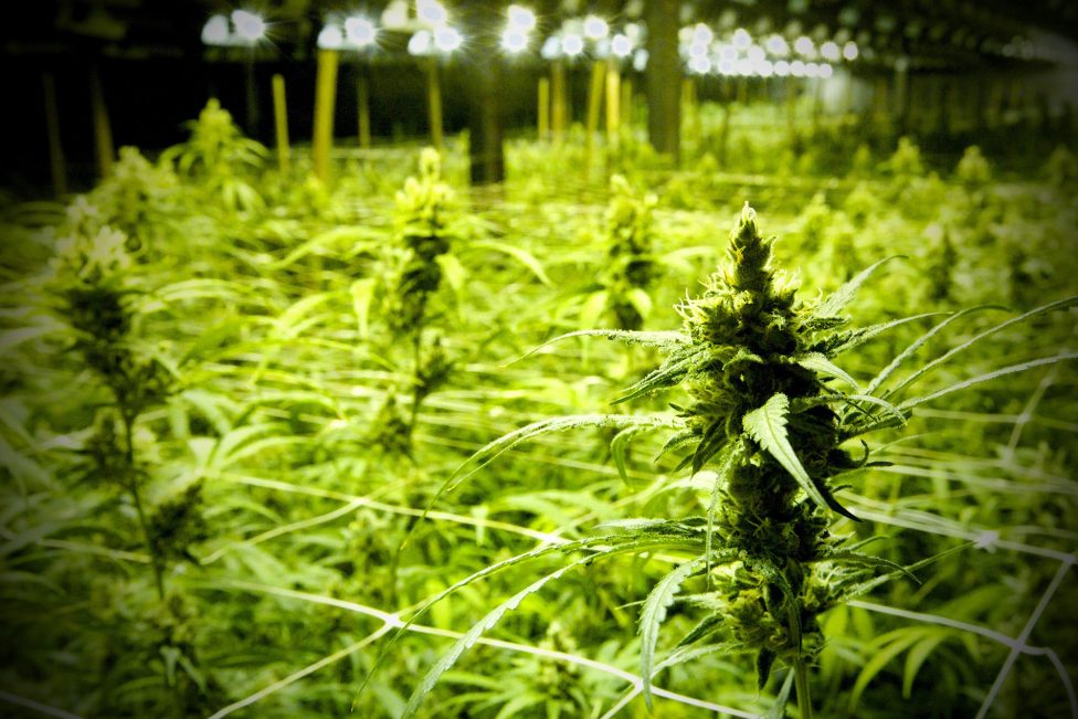 Pflanzen auf einer illegalen Cannabisplantage in einer Halle