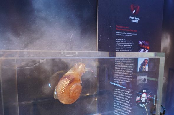 Ausstellung "Rock Fossils on Tour"