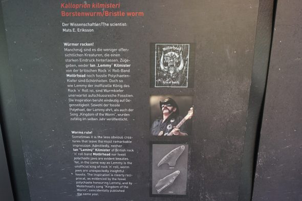 Ausstellung "Rock Fossils on Tour"