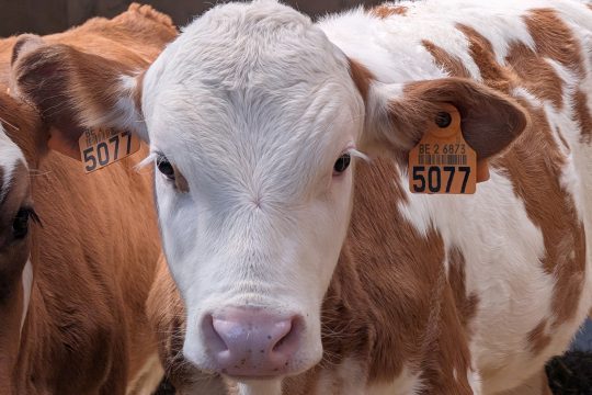 Kälbchen von Michael Dahlen in Herbesthal