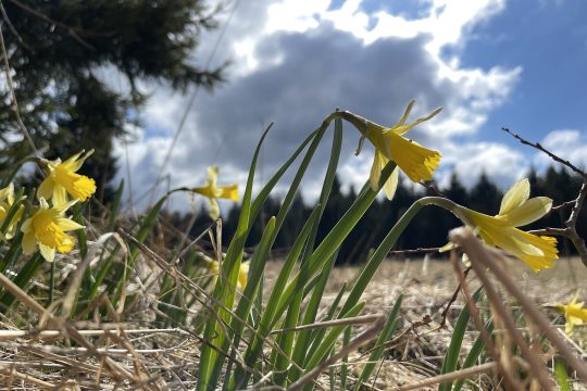 Narzissenwiese im Oleftal am Anfang der Blütezeit
