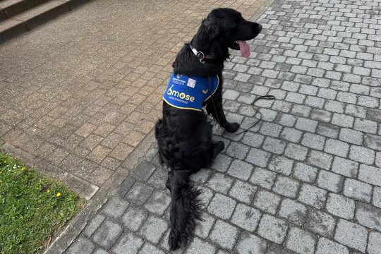 Einer der Assistenzhunde von Os'mose, er hat schwarzes Fell und trägt eine Binde mit der Aufschrift "Os'mose"