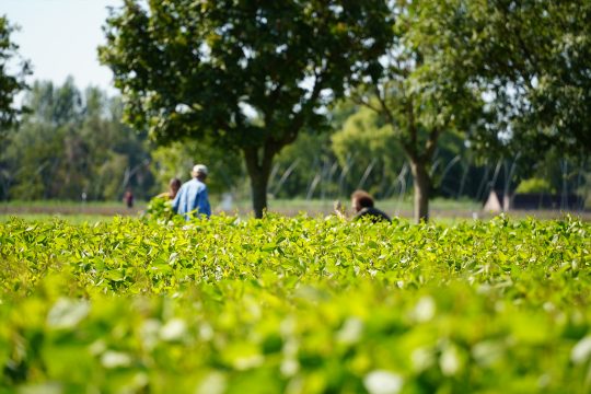 Soja-Anbau in Merelbeke, Ostflandern