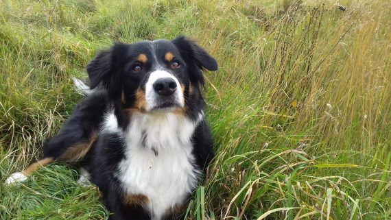 Hund Vince in einer Wiese