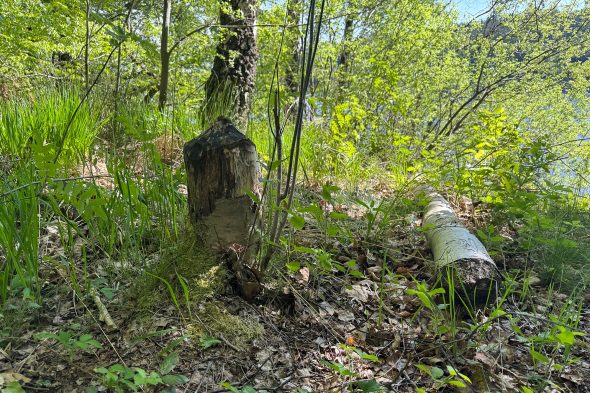 Biberschäden: Abgeknabberter Baumstamm