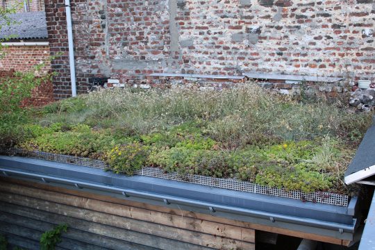 Ein Beispiel einer Dachbegrünung