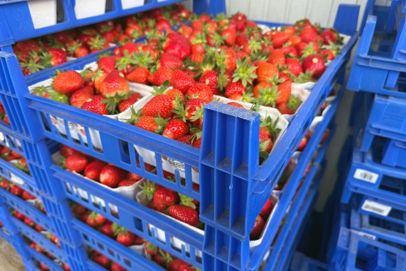Der Krewelshof, ein Erdbeerproduzent aus Mechernich in der deutschen Eifel