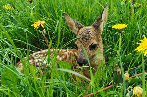Rehkitz im Gras