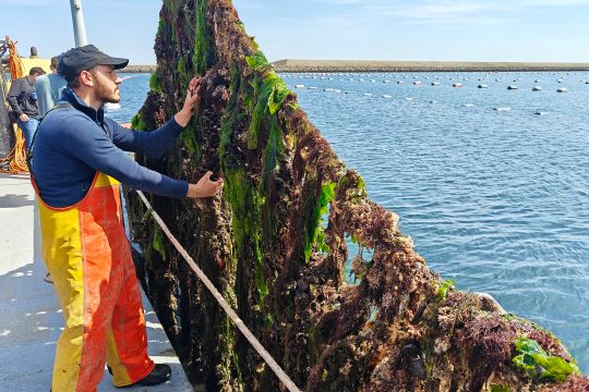 Start der Muschelsaison in Vrouwenpolder