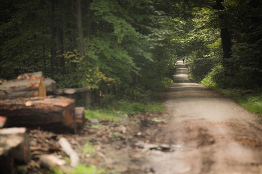 Forêt de Soignes/Zonienwald in Brüssel