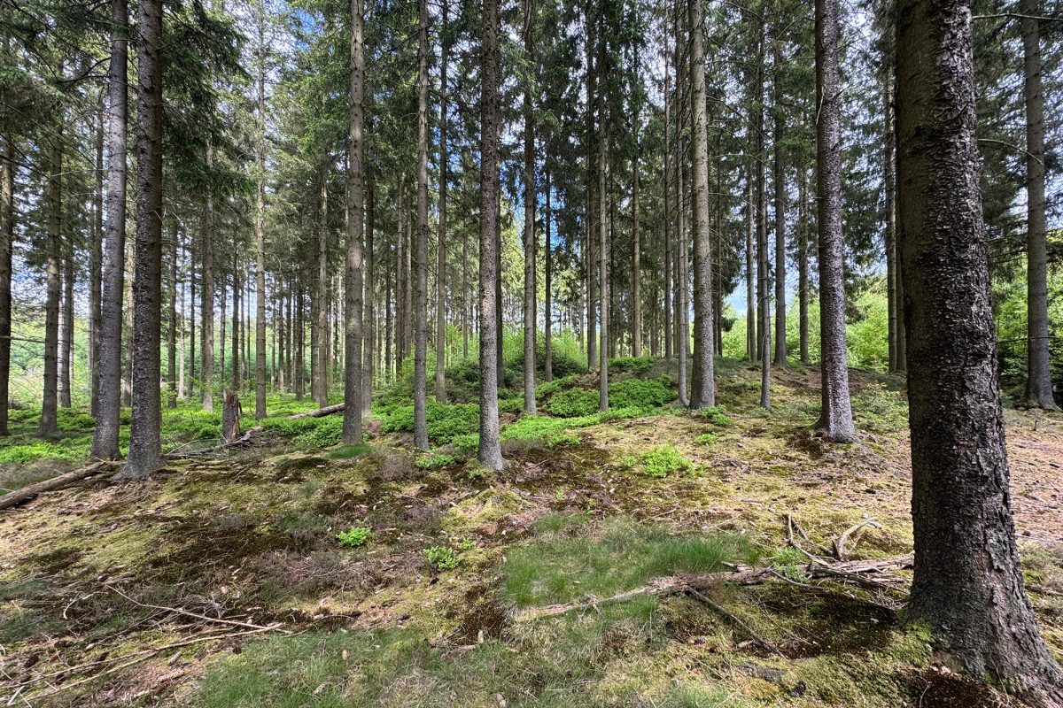 Die Goldhügel sind teilweise von hohen Bäumen bewachsen