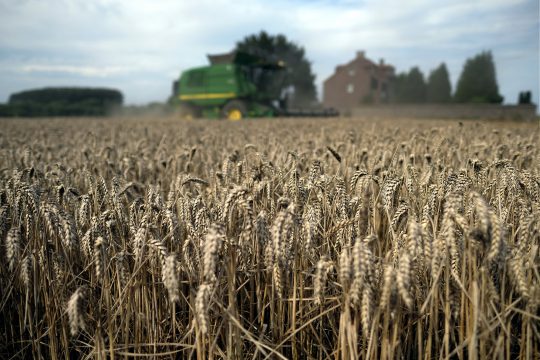 Weizenfeld, im Hintergrund ein Mähdrescher
