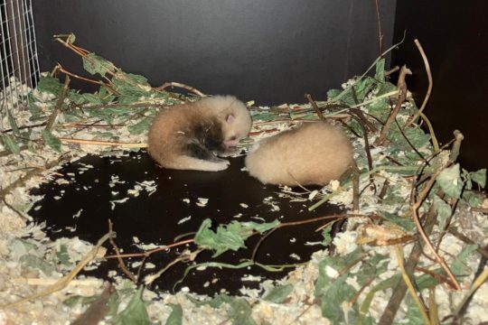 Die Kleinen Pandas in ihrer Wurfkiste