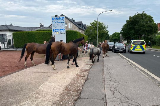 Aachener Polizei bringt ausgebüxte Pferde zurück