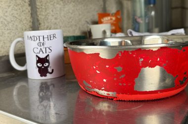 Fressnapf und Tasse im Tierheim Eupen