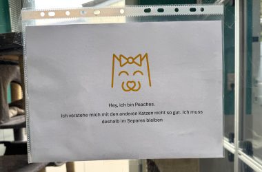 Katzen-Hinweisschild im Tierheim Eupen
