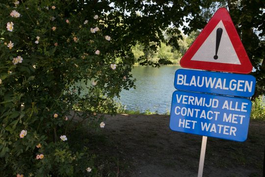 Warnschild: Achtung Blaualgen! Kontakt mit Wasser vermeiden