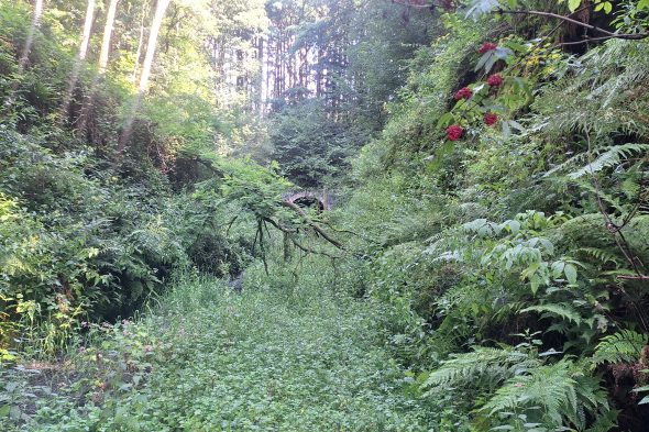 Tor vom Fledermaustunnel Huldange versteckt zwischen Sträuchern